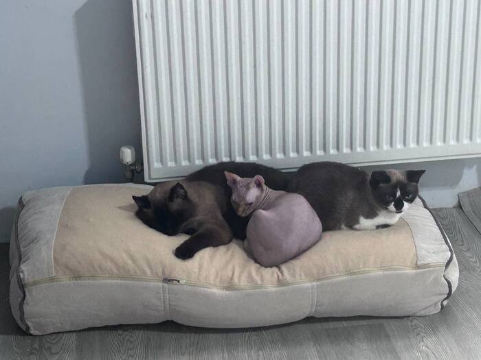 ����� �� ���� ���� ������ ���������� ����