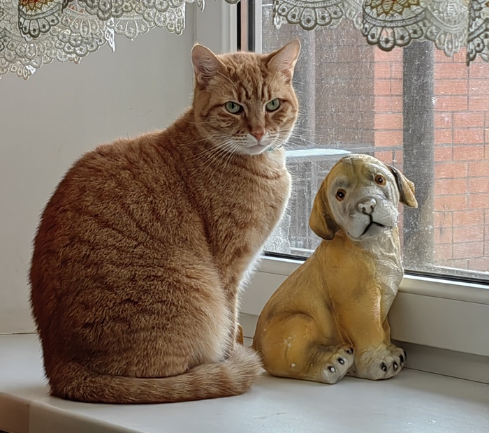 Ответ на пост «Моя лучшая фотография кота»