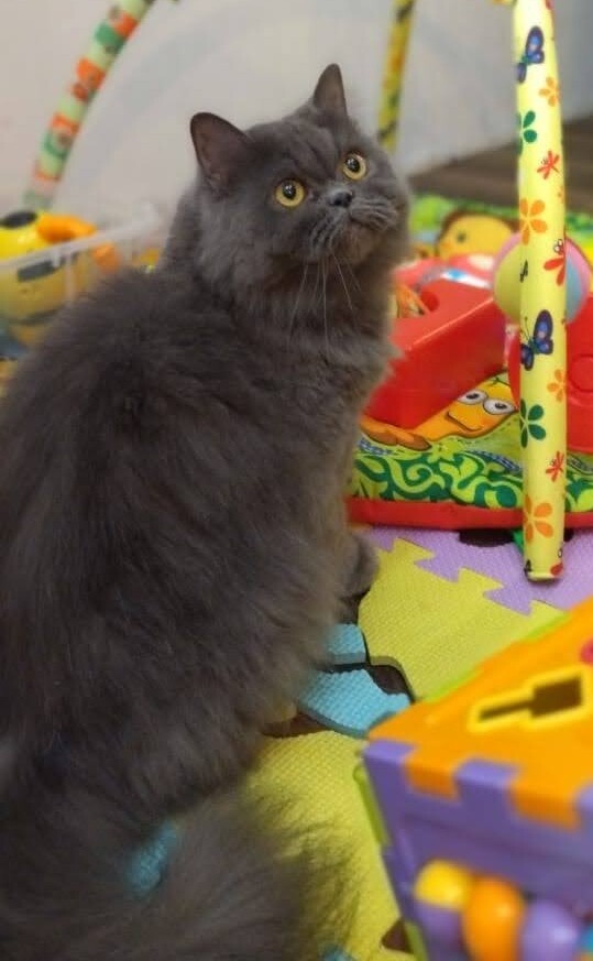 ����� �� ���� ���� ������ ���������� ����