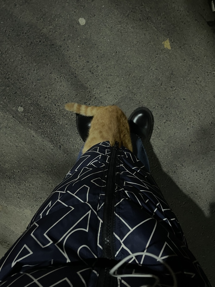 Ищу дом этому хитрому парню. Нашел меня на улице и залез ко мне под куртку😁