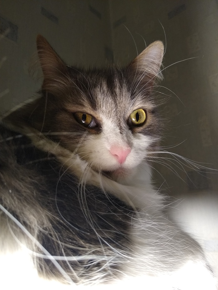 Ответ на пост «Моя лучшая фотография кота»