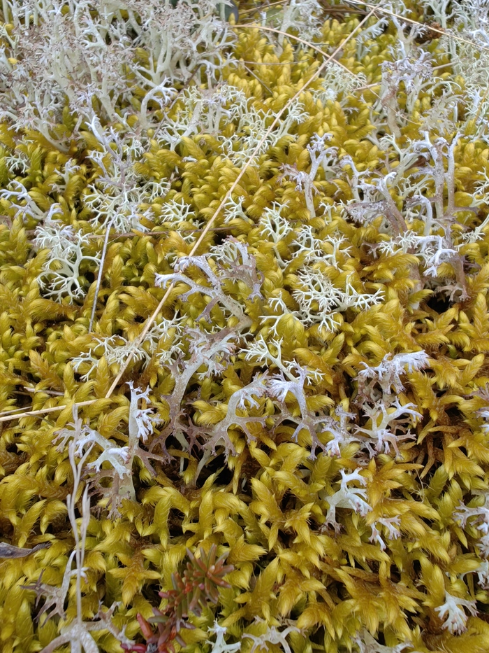 Ответ на пост «Лучший кадр 2025 года»