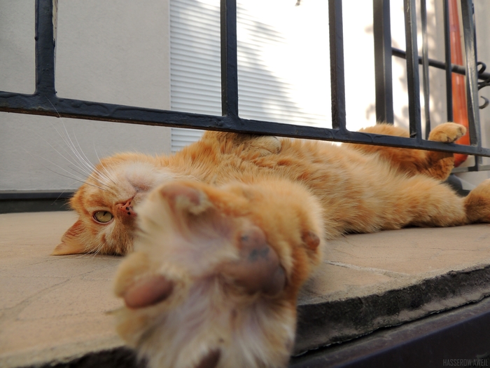 Черняховский КотоВася с улицы Пионерской)