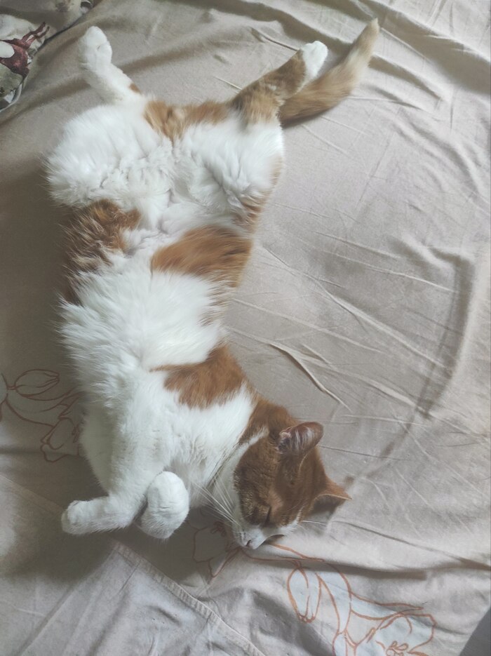 Ответ на пост «Моя лучшая фотография кота»