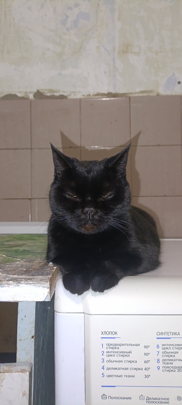 Ответ на пост «Моя лучшая фотография кота»