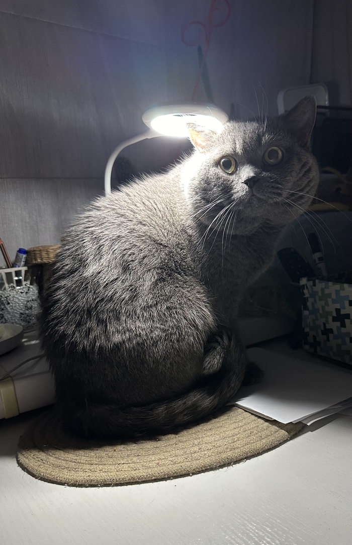 Моя лучшая фотография кота