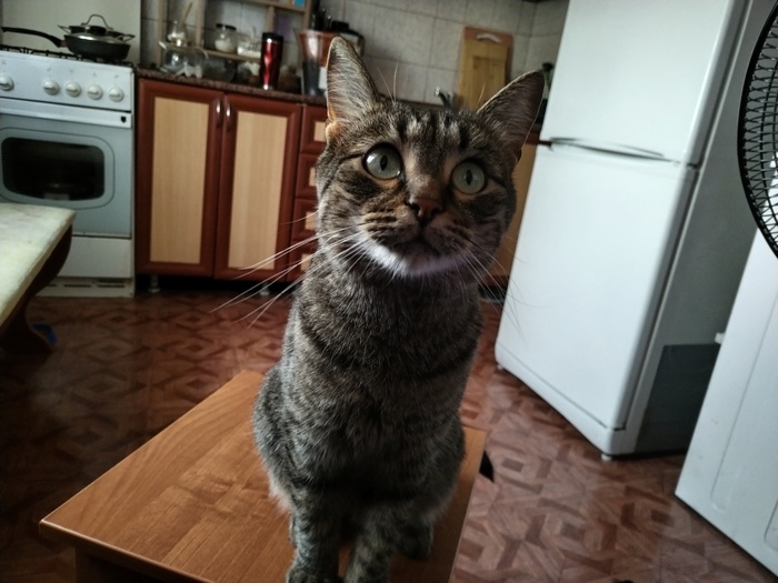 Ответ chukotman в «"Подтвердите, что вы пикабушник, добавив фото кота"»