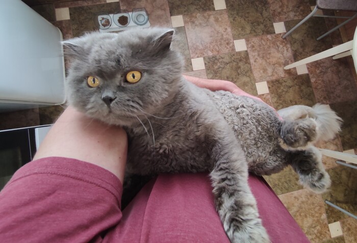 Ответ на пост «"Подтвердите, что вы пикабушник, добавив фото кота"»