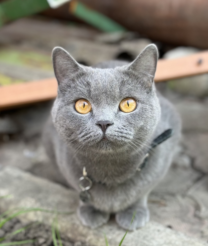 Моя лучшая фотография кошки