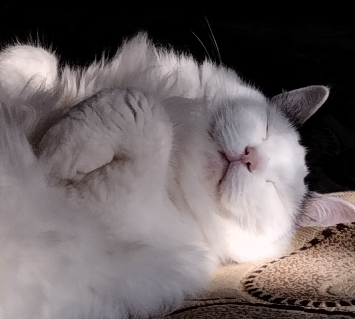 Моя лучшая фотография кота