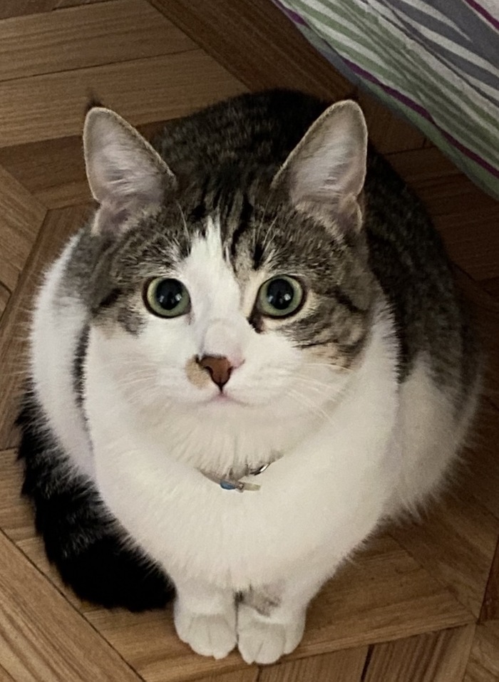 Моя лучшая фотография кота