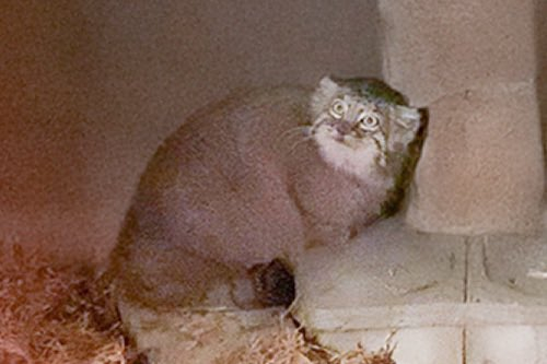 Первое фото Мэй на новом месте в зоопарке Gokatsuraike