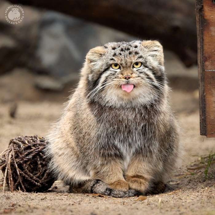 Вот как я кладу свои лапы на хвост