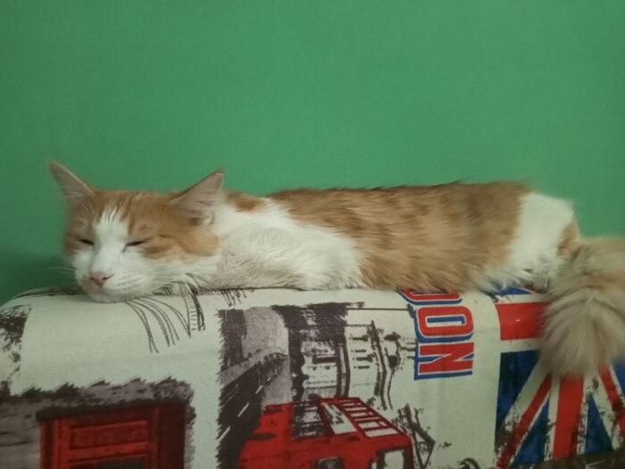 Вот она, моя кошка Пикабушника (Пикабушницы) Ну она же прямоугольная!