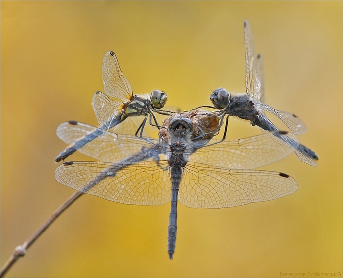 ��������� �������������, �� �����