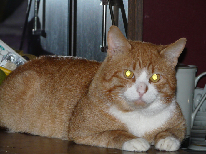 Ну раз начали выкладывать лучшие фото котов