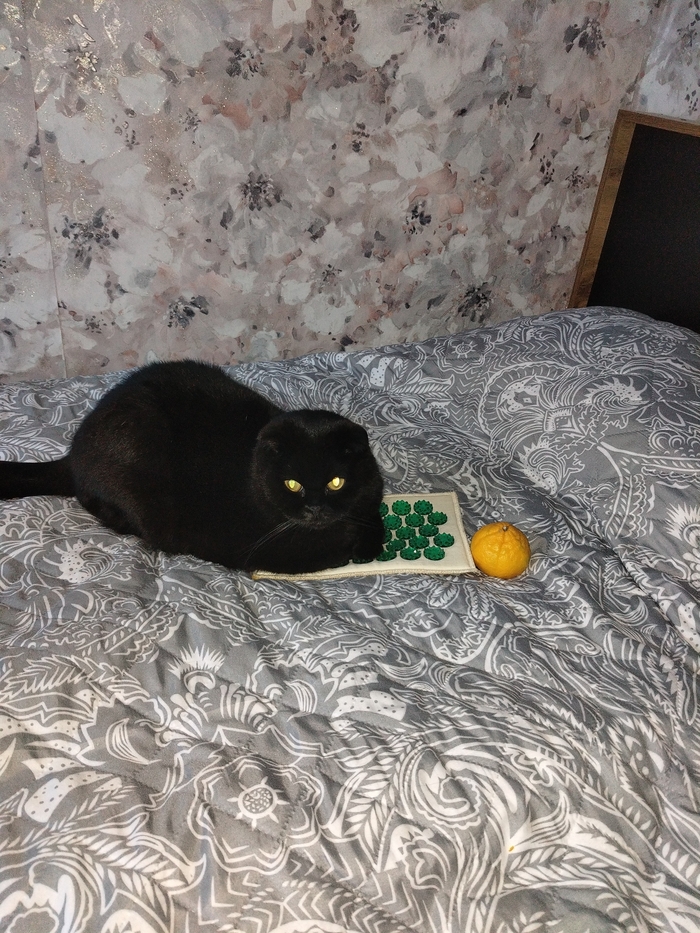 Ответ на пост «Моя лучшая фотография кота»