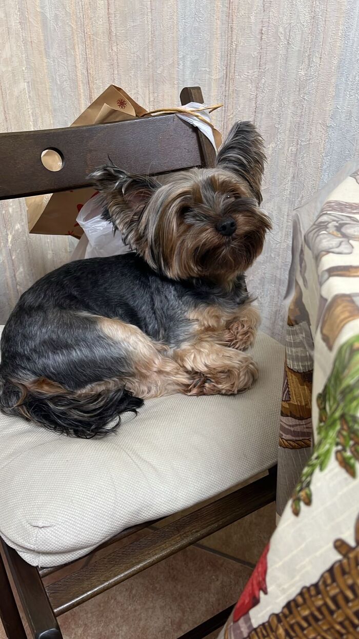 Ответ на пост «Моя лучшая фотография кота»