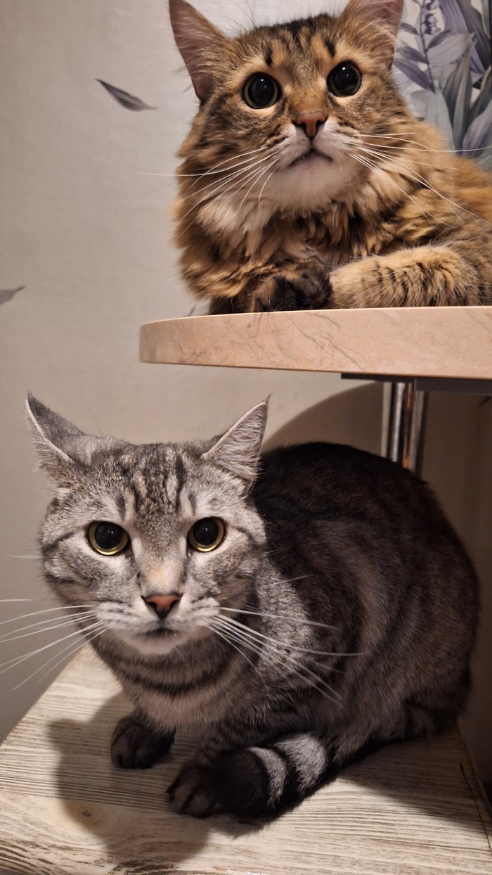 Лучше одного кота может быть только пара котов