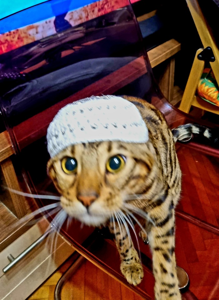 Бенгал-еврей