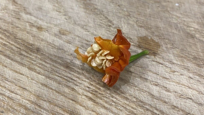 ������ �������