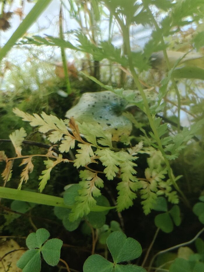 Жёлтый лист папоротника