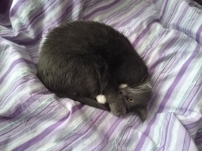 Котейка ушел на радугу