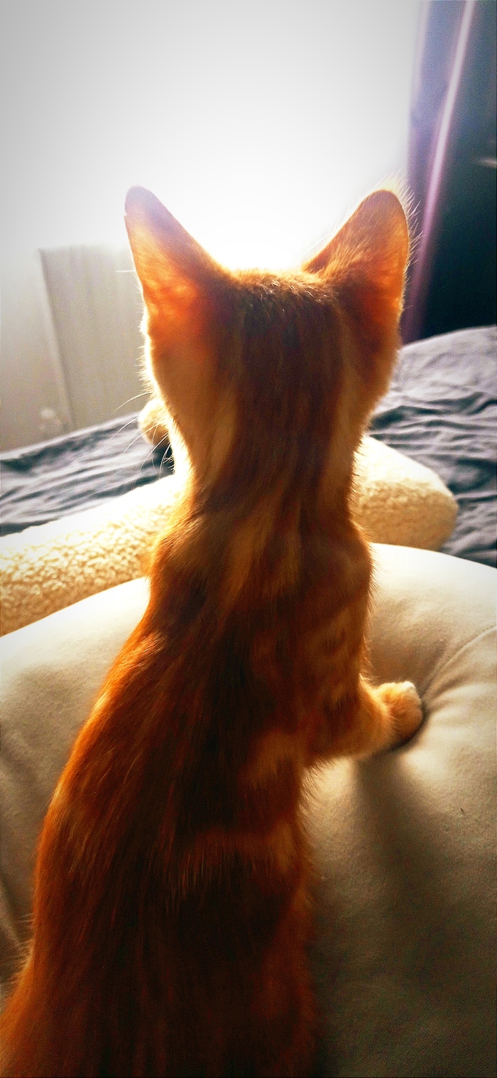 Моя лучшая (на данный момент) фотография кота