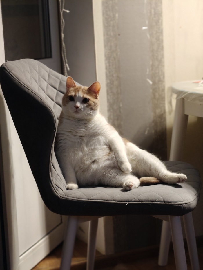 Моё лучшее фото кота