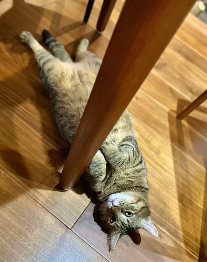 <!--noindex--><a href="https://pikabu.ru/story/podstolovaya_polosatost_13503345?u=https%3A%2F%2Fx.com%2Fi%2Fstatus%2F2000207980629803183&t=https%3A%2F%2Fx.com%2Fi%2Fstatus%2F2000207980629803183&h=e514ad4df804d8701723e357148f01610f223d48" title="https://x.com/i/status/2000207980629803183" target="_blank" rel="nofollow noopener">https://x.com/i/status/2000207980629803183</a><!--/noindex-->