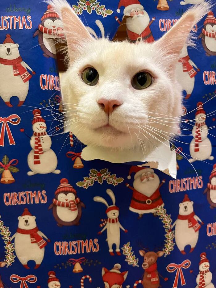 � �����������!