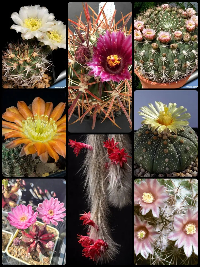 Замиксовал для вас кактусных миксов