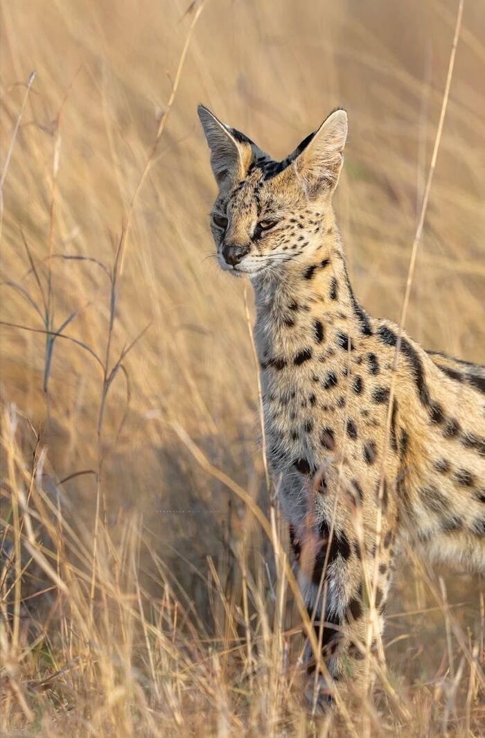 Сонный сервал