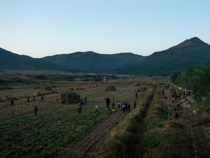 Дети помогают со сбором урожая