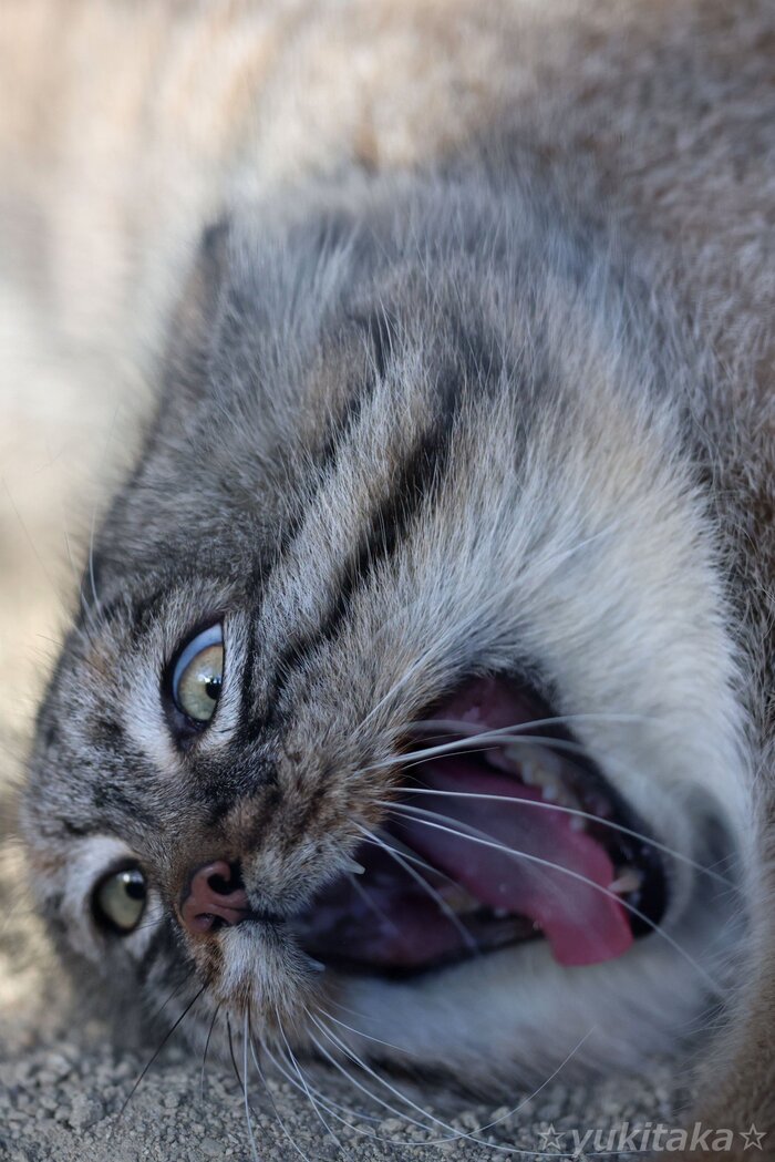 Будильник, беспощадная ж ты...