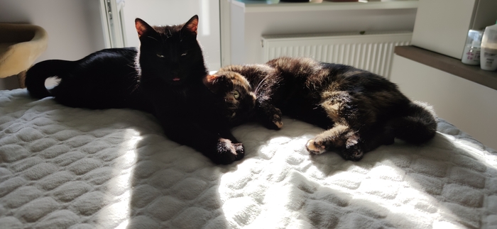 Сразу двое, оба приютские. Шуми и Черри. Сын и мама. Везде с нами, куда бы мы не переехали.