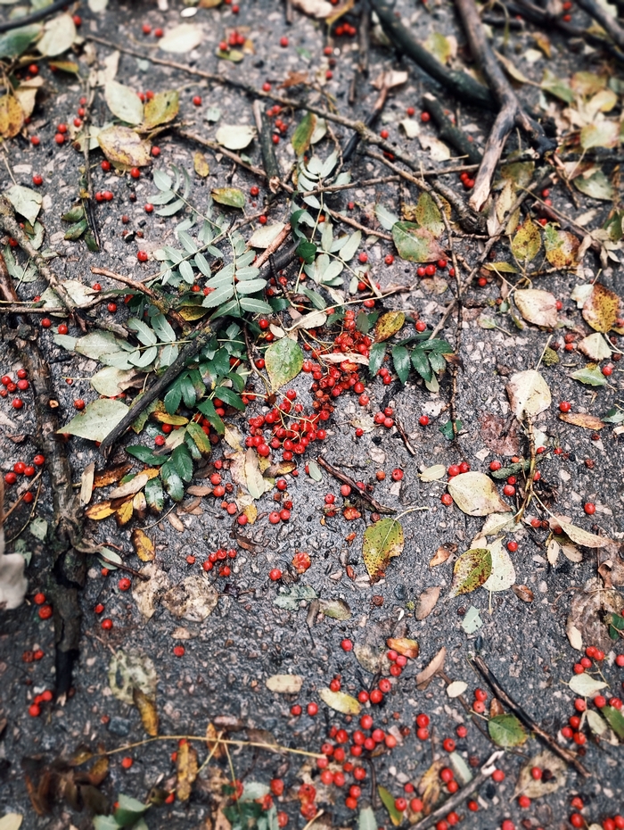 ������ ����������