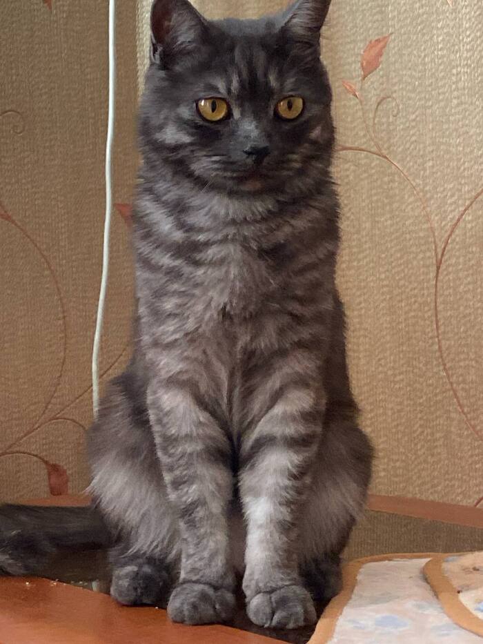 Фото моего кота , зовут Сяпа )))