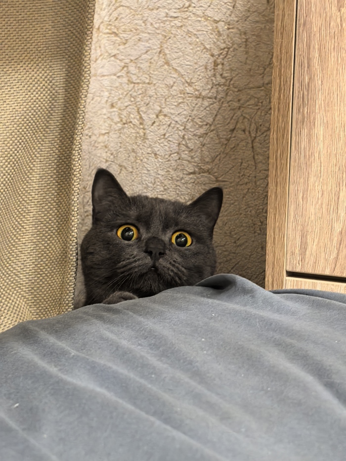 Ответ на пост «Моя лучшая фотография кота»