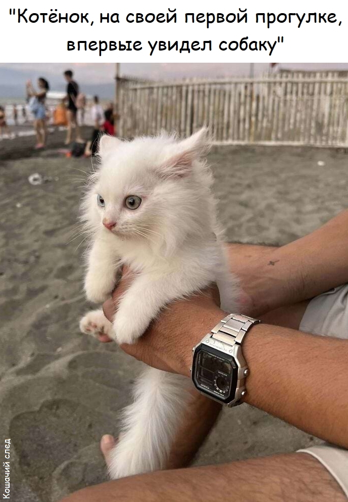 ������ ������