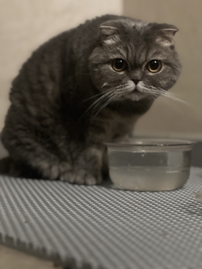 Домашняя булочка