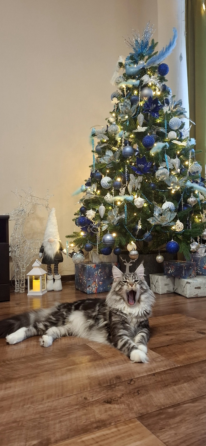 Моя лучшая фотография кота