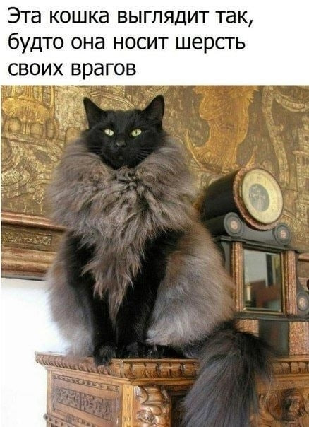 Что за порода?...