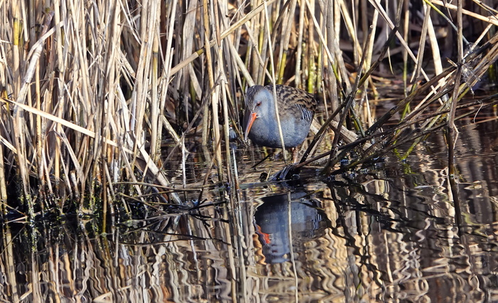 Птичка, которую мало кто видел.