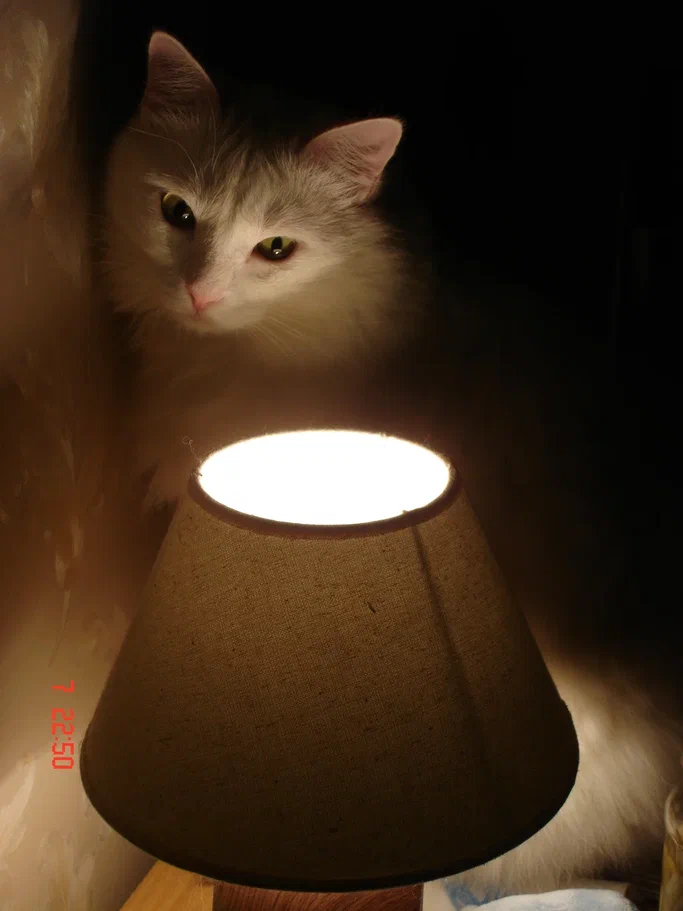 Ответ на пост «Ответ на пост "Моя лучшая фотография кота"»