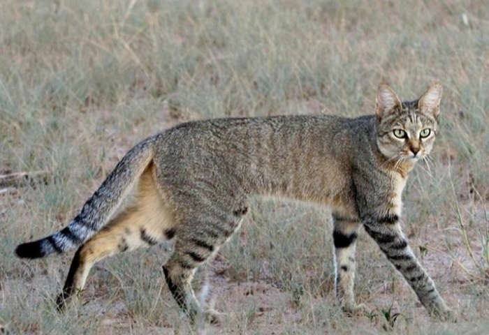 Степная кошка.