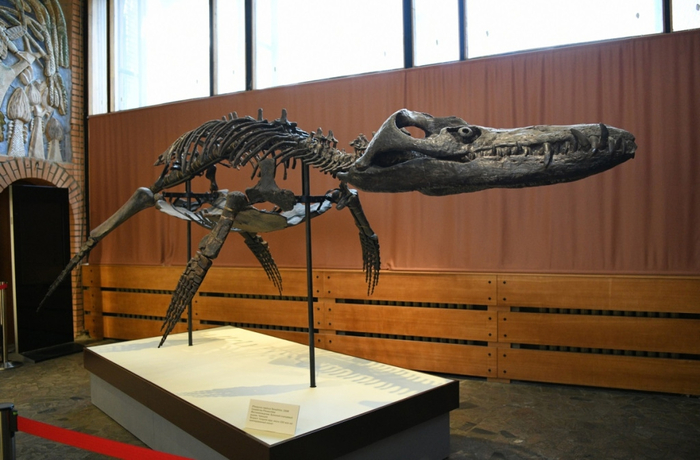 Скелет плиозавра Pliosaurus rossicus