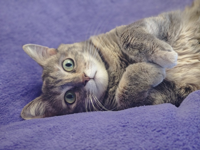 Арья (но чаще просто Кошка)