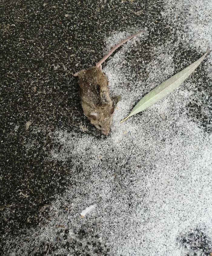 Кот доставил мне добычу