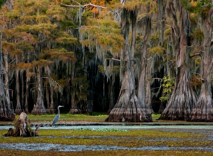 Болотные кипарисы озера Каддо (США). Фото P. Lesnoi с сайта <!--noindex--><a href="https://pikabu.ru/story/kiparis_bolotnyiy_13506470?u=http%3A%2F%2Flukozerje.livejournal.com&t=lukozerje.livejournal.com&h=5959037f6a26a52d4e43b9405614889c692a0a0f" title="http://lukozerje.livejournal.com" target="_blank" rel="nofollow noopener">lukozerje.livejournal.com</a><!--/noindex-->.